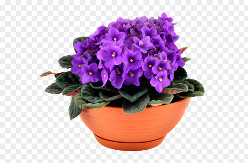 Violet African Violets Houseplant Makuni PNG
