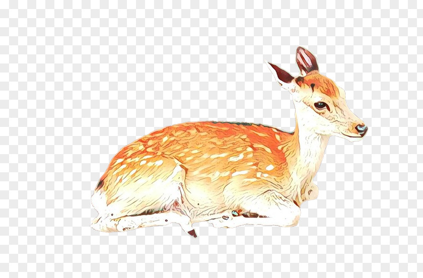 Wildlife Deer Fawn Antelope Roe PNG