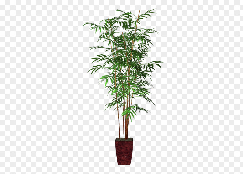 Bamboo Areca Palm Houseplant Flowerpot Veitchia PNG