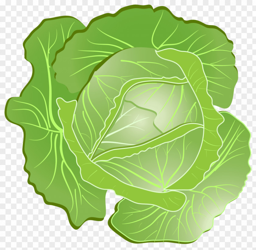 Cabbage Clip Art Vegetable Vector Graphics PNG