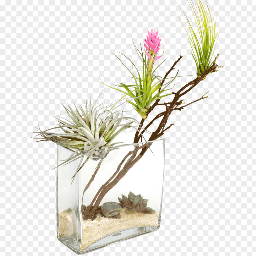 Desert Plants Thar Climate Plant Oasis PNG