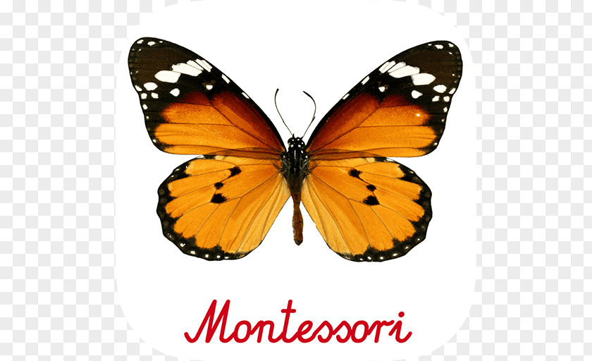 Exotic Butterfly Monarch Plain Tiger Insect PNG