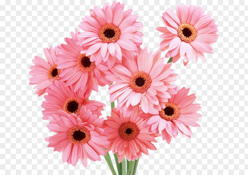 Flower Bouquet Cut Flowers Transvaal Daisy Rose PNG