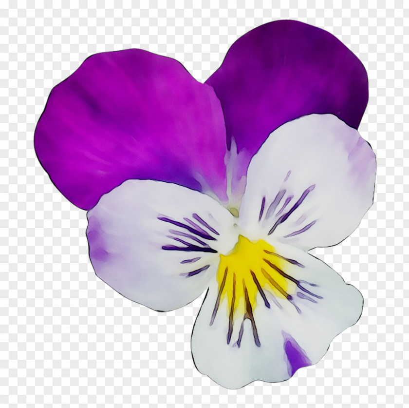 Pansy The World We Knew (Over And Over) Flower Bouquet Text PNG