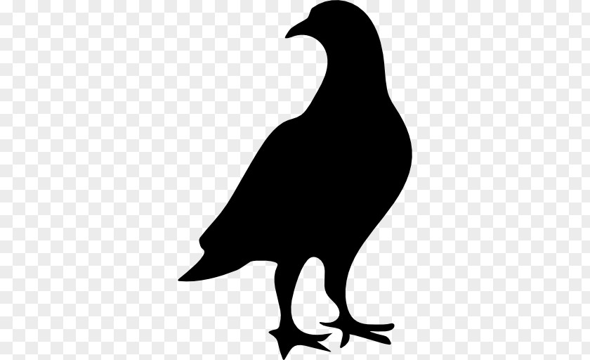 Pigeon Columbidae Bird Domestic PNG