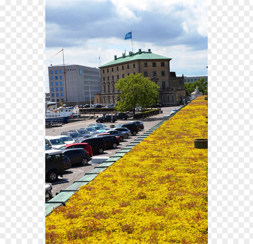 Sedum Green Roof Byggros AB Svensk Byggtjänst Tak PNG