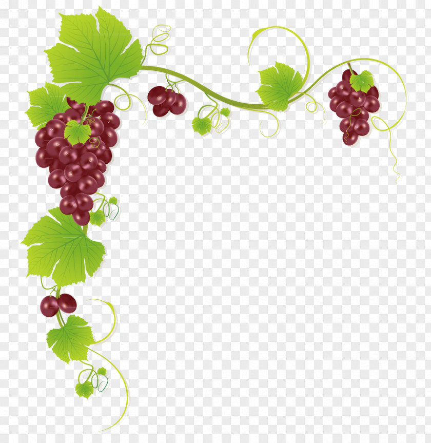 Grape Frame String Common Vine Wine Juice Muscadine PNG