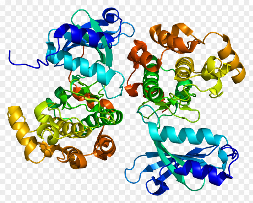 PAK5 PAK6 Protein Kinase PAK4 PNG