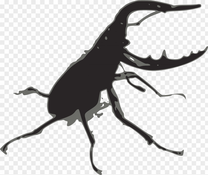 Beetle Stag Lucanus Cervus Clip Art PNG