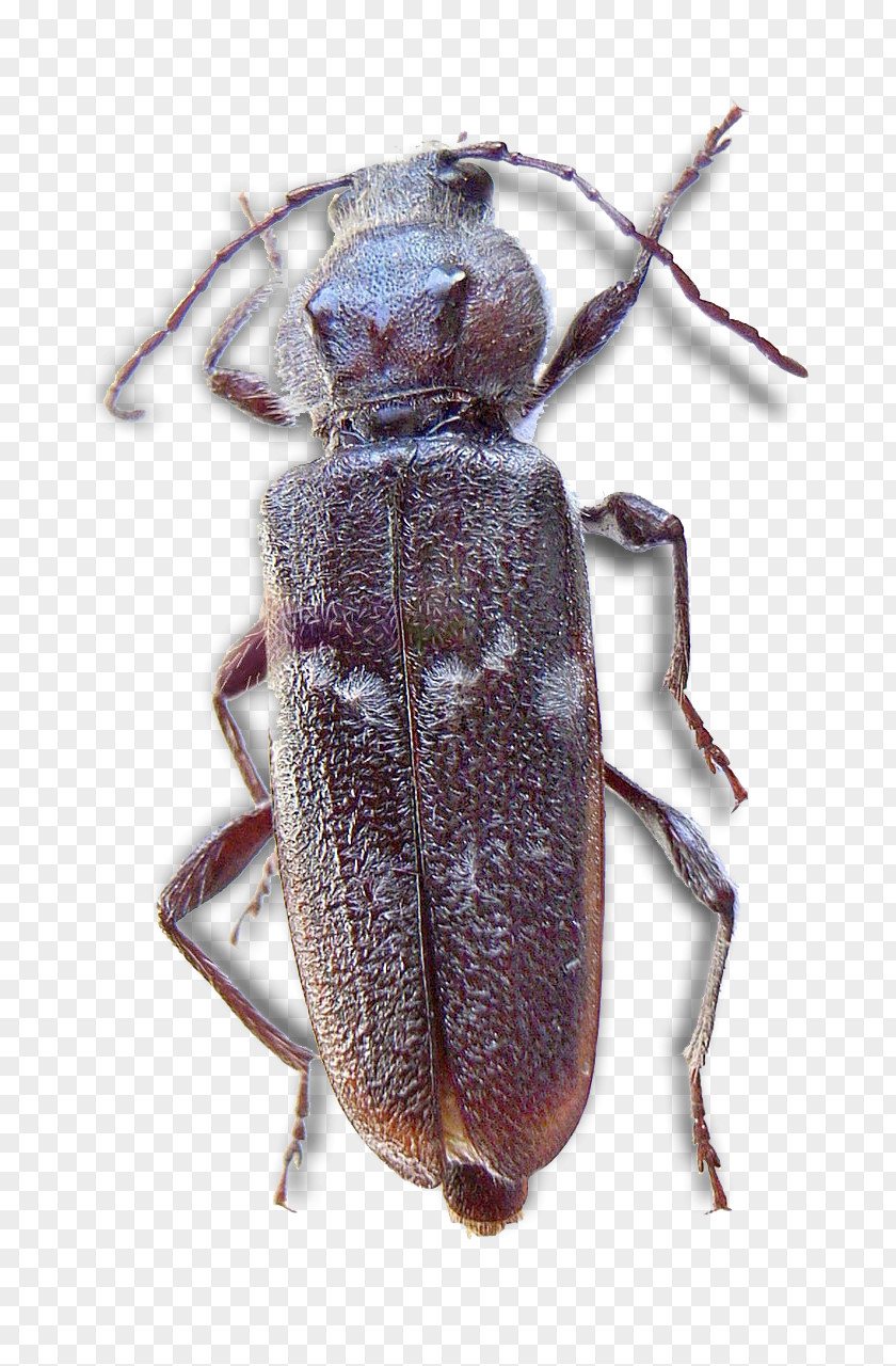 Beetle Weevil Longhorn Scarabs Hylotrupes PNG
