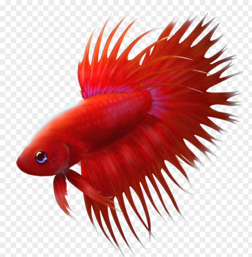 Lovely Fish Siamese Fighting Fin PNG