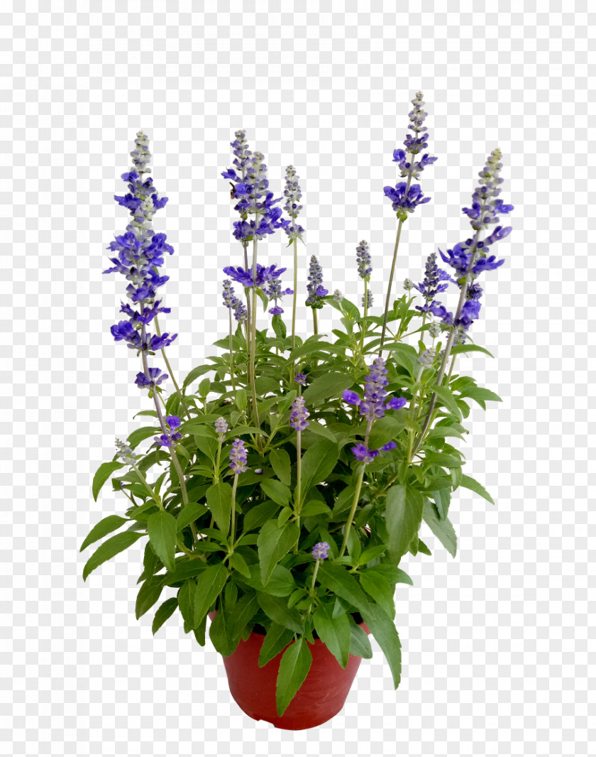 Lupin Skullcap Lavender Flower PNG