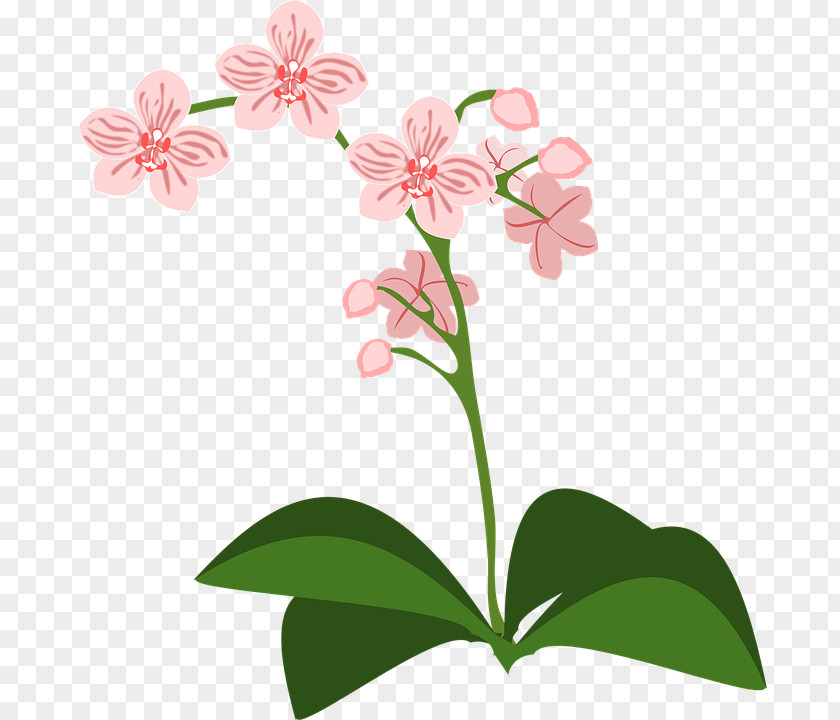 Moth Orchids Drawing Clip Art PNG