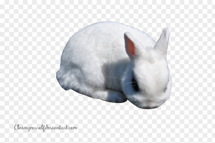 White Rabbit Clipart Domestic PNG