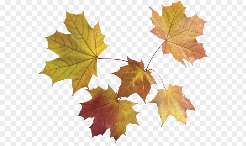 Leaf Maple Autumn Color PNG