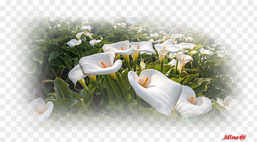 Flower Desktop Wallpaper Photography Metaphor Sea PNG