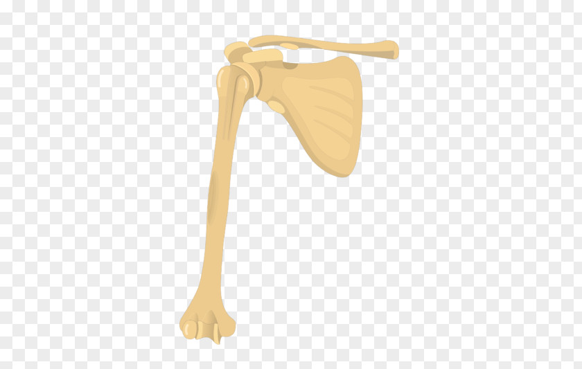 Lesser Tubercle Of The Humerus Product Design Shoulder PNG