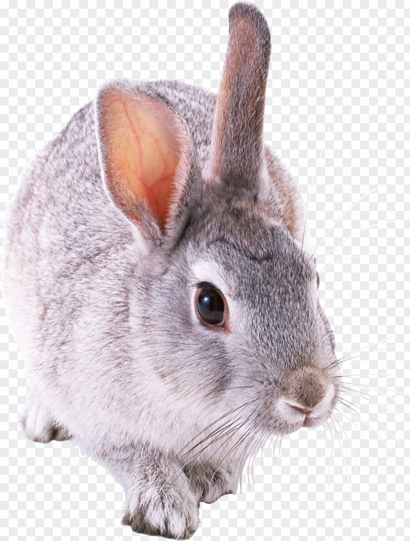Rabbit Image Holland Lop Mini PNG