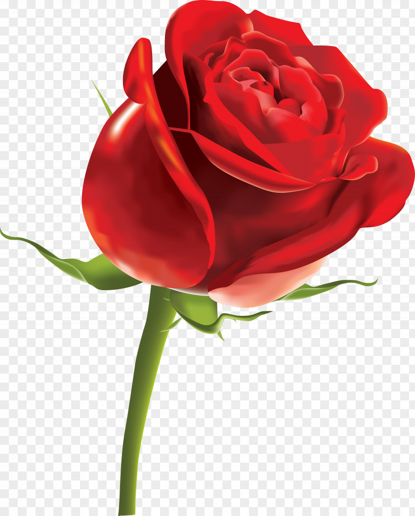 Roses Garden Rose Clip Art PNG