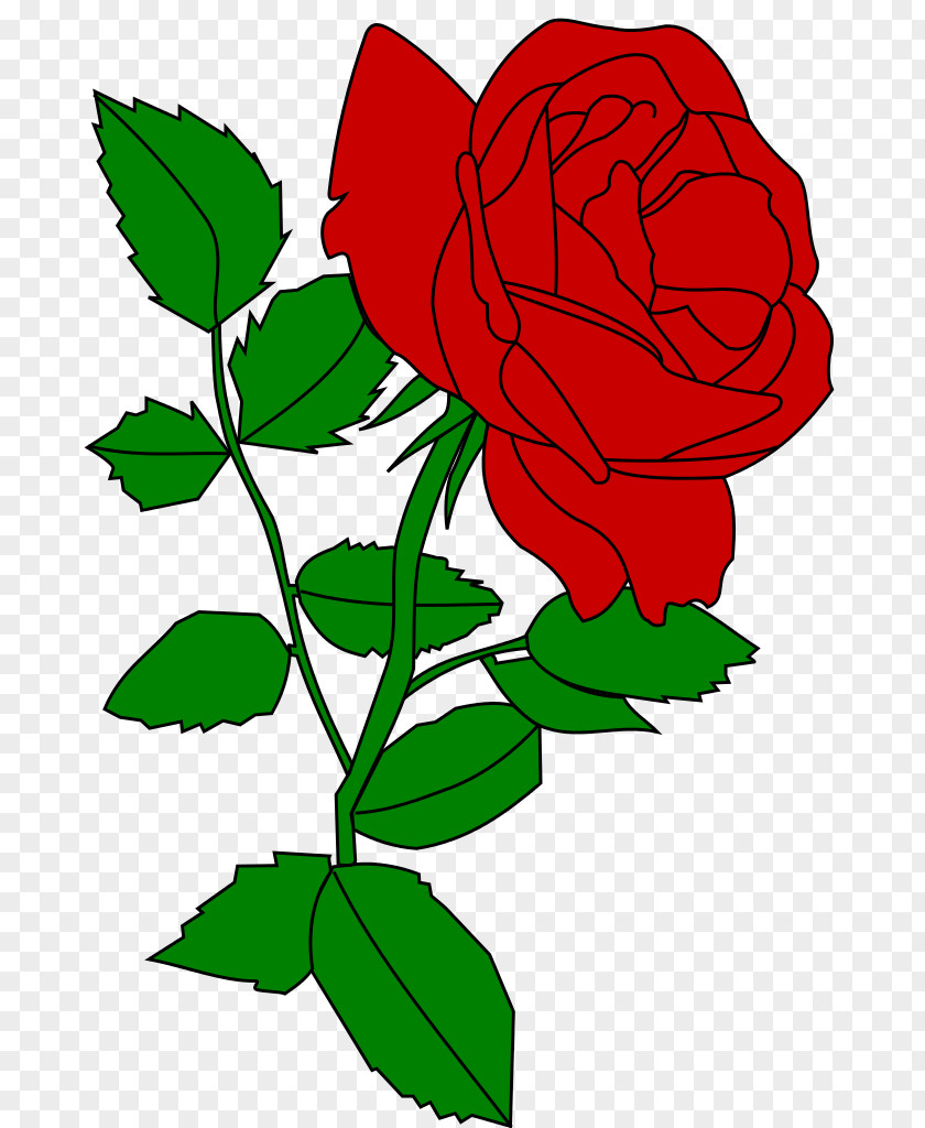 Vektor Garden Roses Cut Flowers Rose Rosaceae PNG