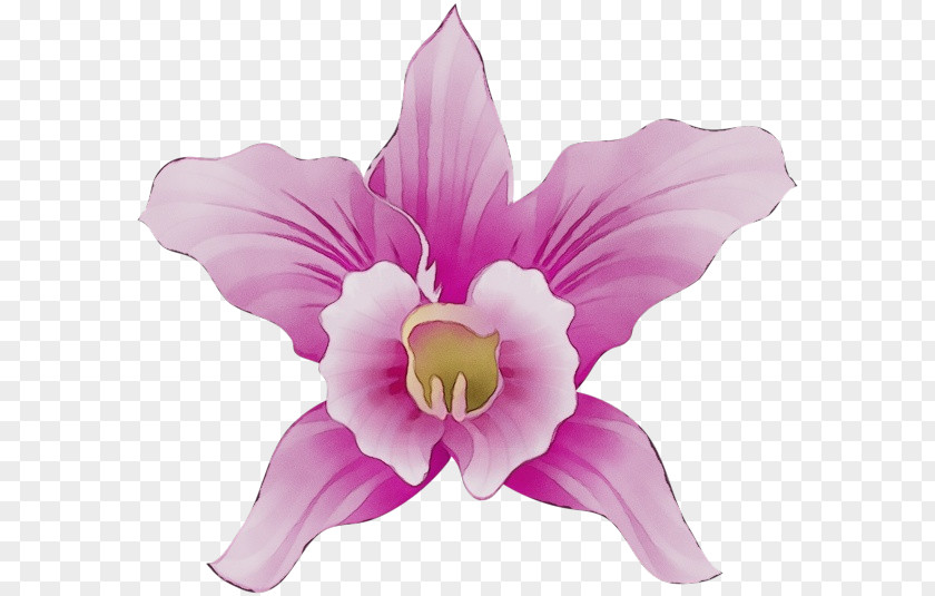 Cut Flowers Magenta Petal Pink Violet Flower Purple PNG