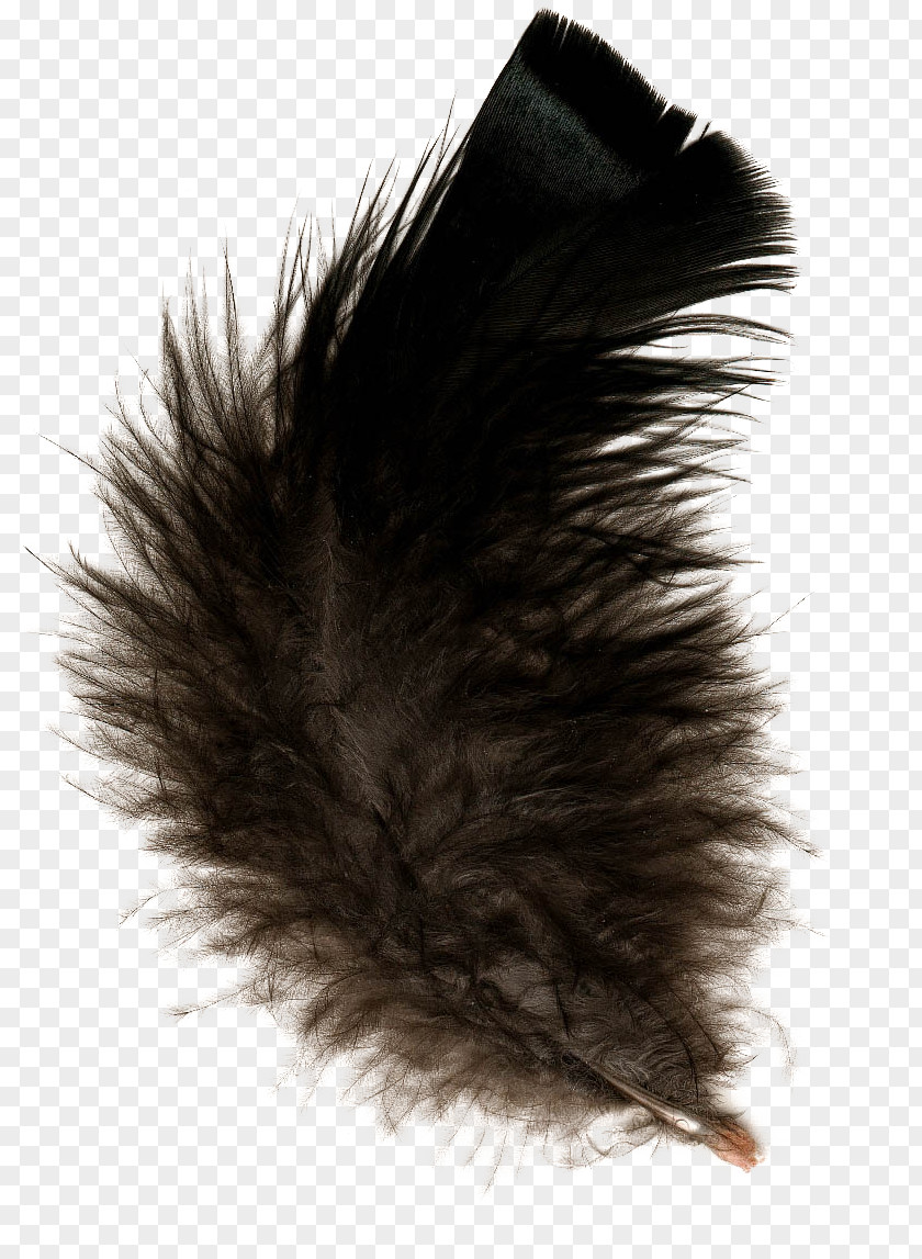 Feather Bird PNG