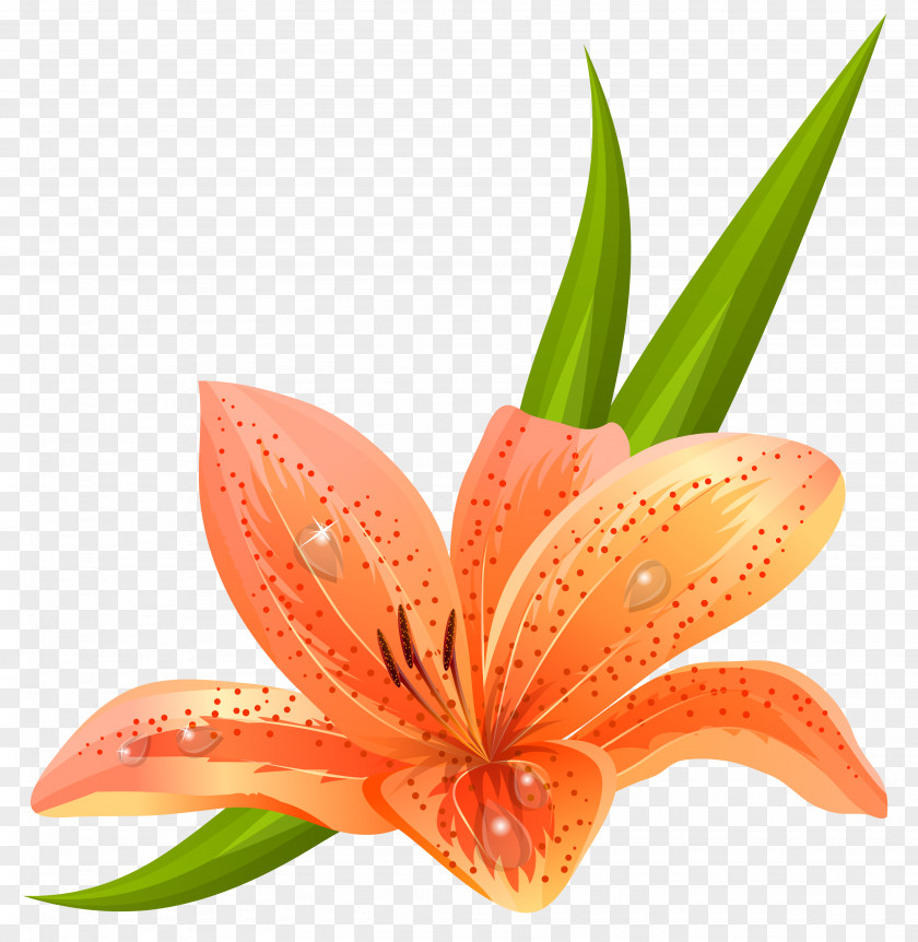 Orange Lilium Clipart Picture Flower Euclidean Vector Clip Art PNG