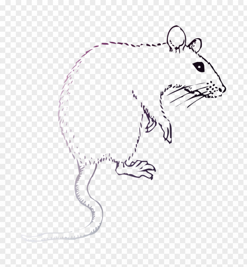 Rat Drawing Clip Art /m/02csf Hare PNG