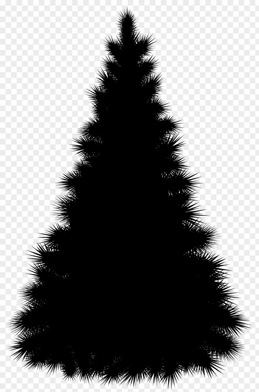 Spruce Christmas Tree Fir Day PNG
