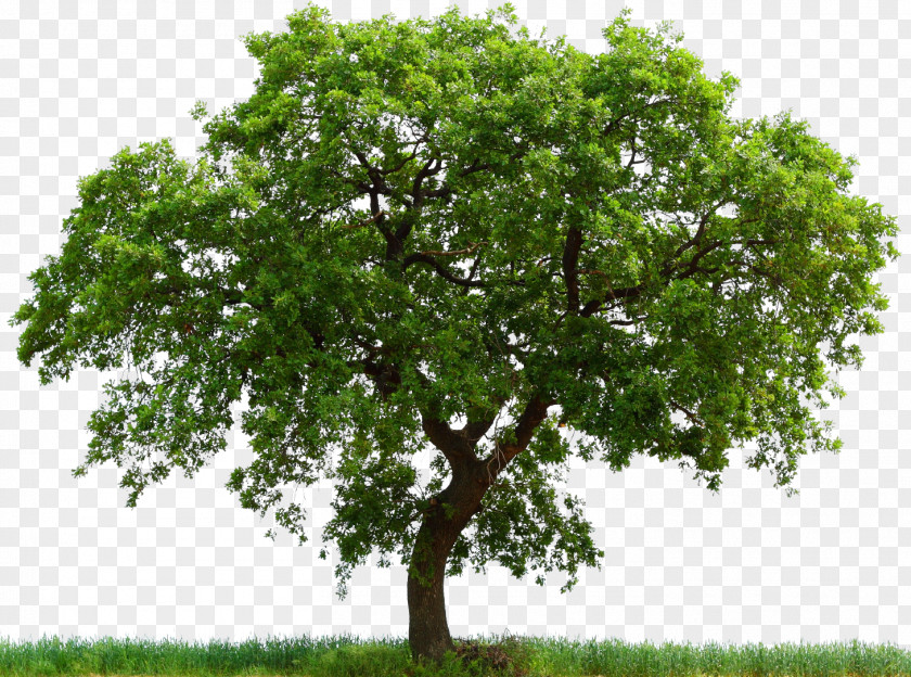 Trees Bowthorpe Oak English White Alnus Glutinosa Tree PNG