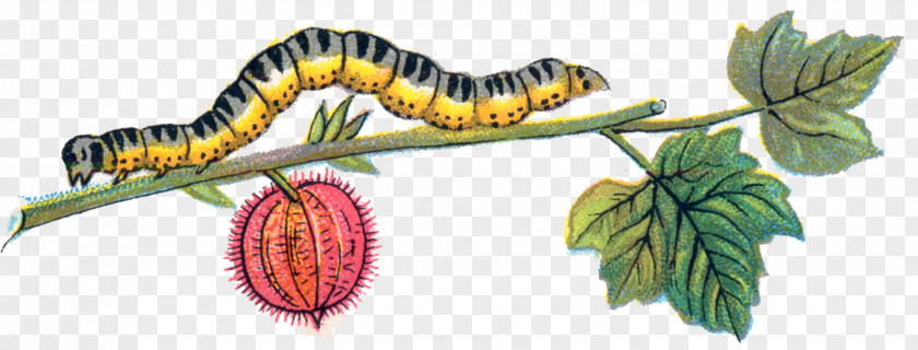 Caterpillar Picture Inc. Clip Art PNG