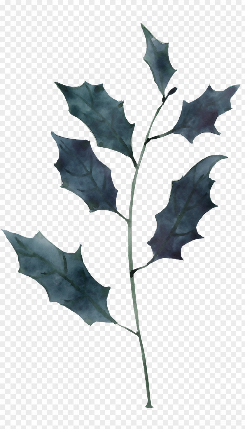 Holly PNG