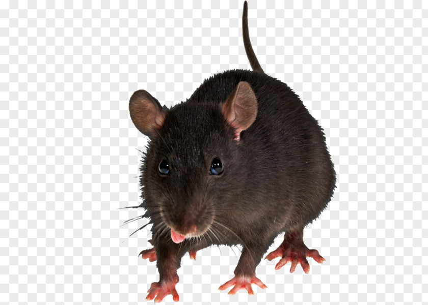 Rat Brown Mouse Rodent Clip Art PNG