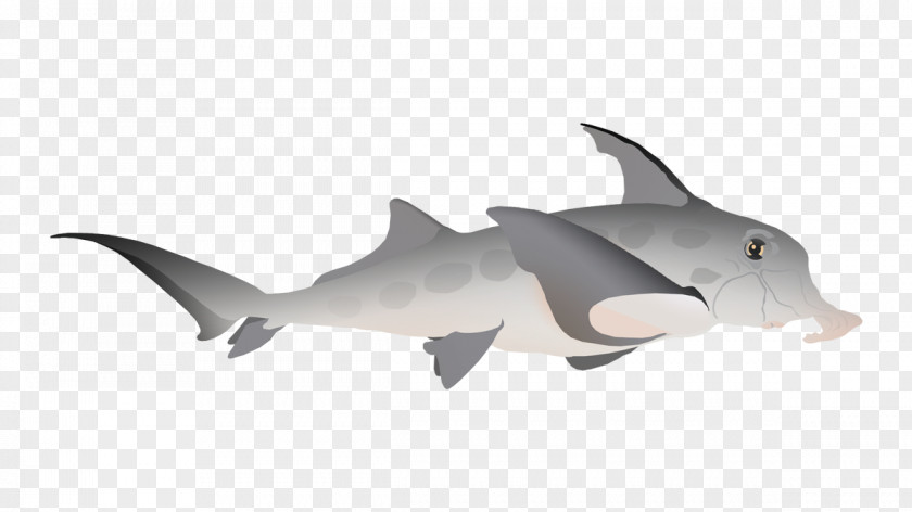 Shark Requiem Sharks Porpoise Fauna Cetacea PNG
