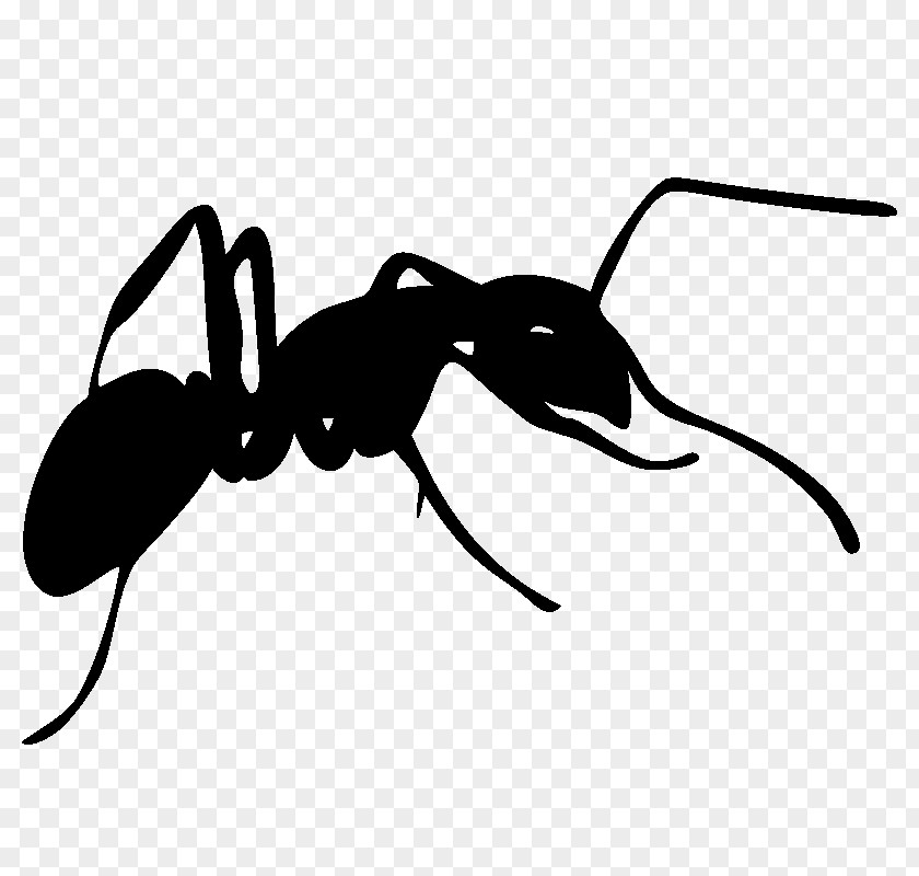 Silhouette Ant Photography Clip Art PNG