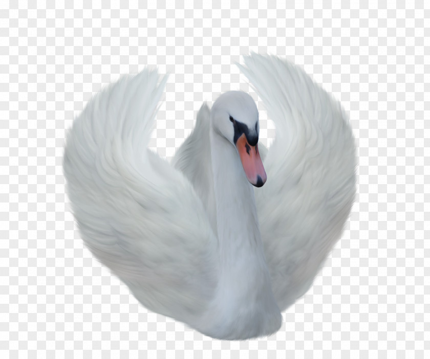 Bird Clip Art Image Transparency PNG