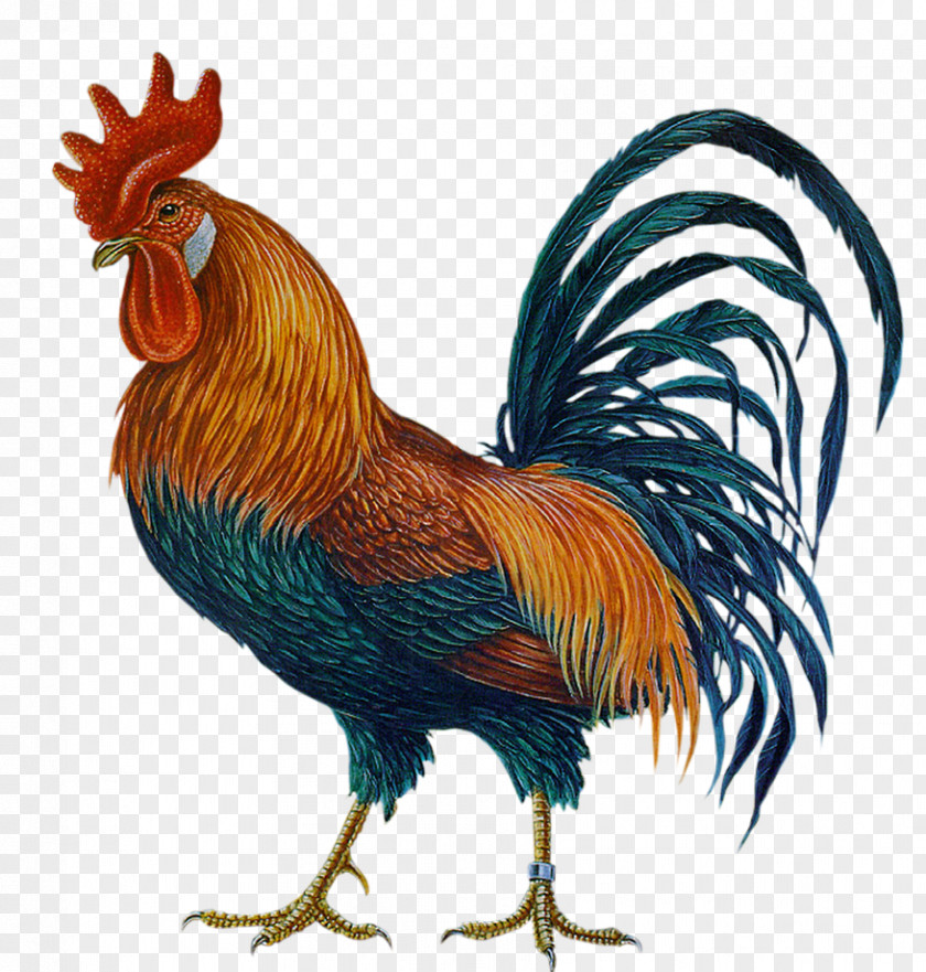 Chicken Rooster Clip Art Hahn/Cock PNG