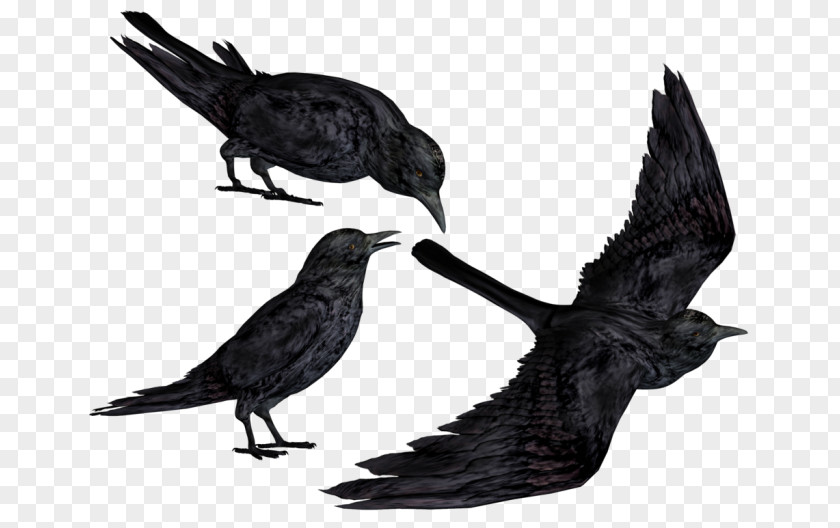 Crowlike Bird Beak Raven Fish Crow Blackbird PNG