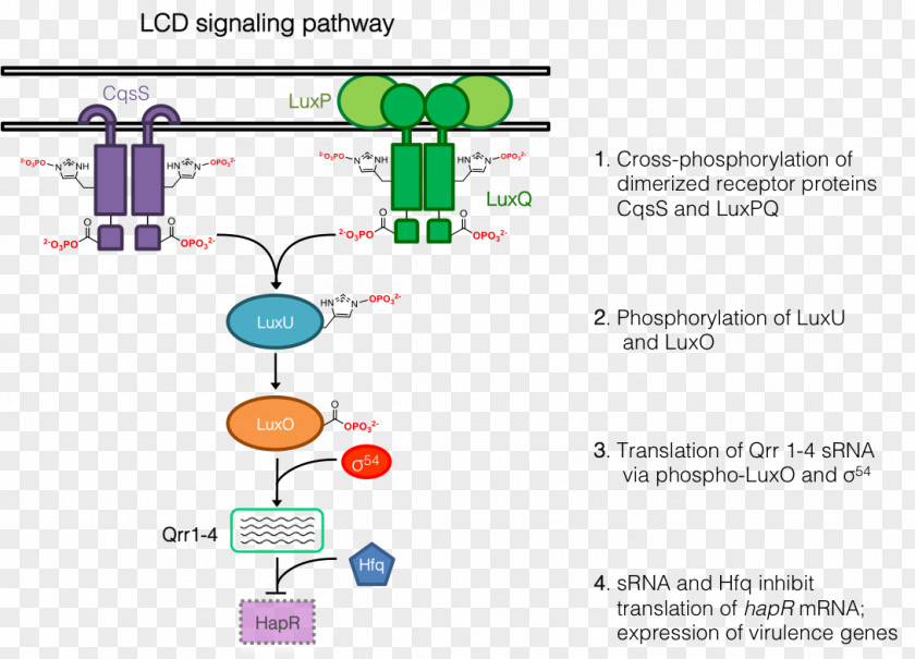 Design Diagram Line PNG