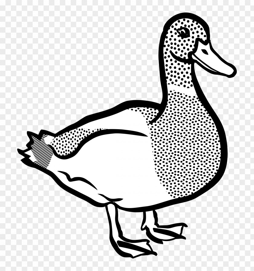 Duck American Pekin Mallard Clip Art PNG