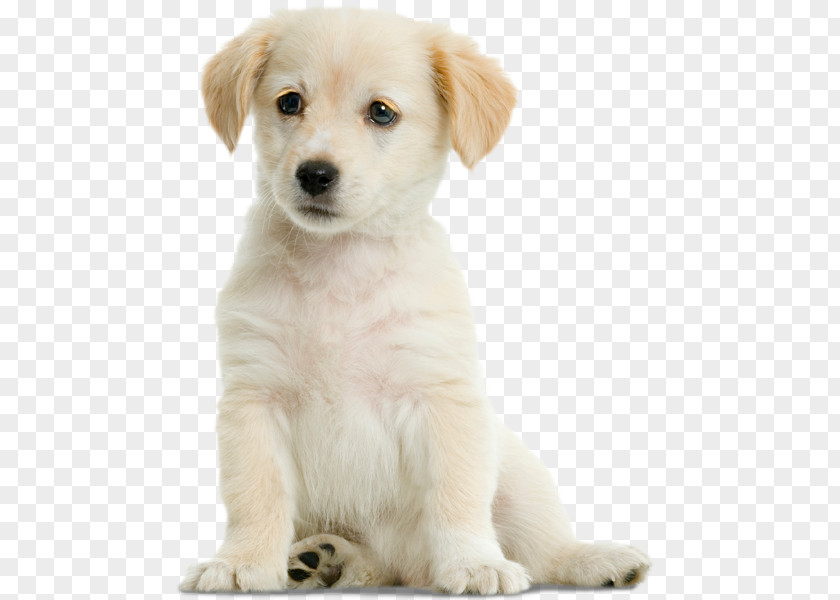 Labrador Retriever Golden Central Asian Shepherd Dog German Puppy PNG
