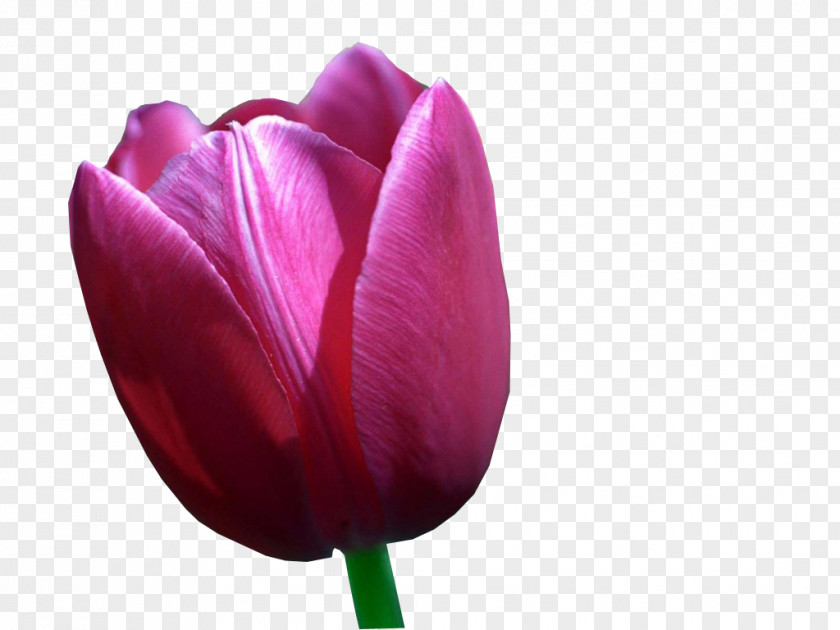 Tulip Desktop Wallpaper Ultra-high-definition Television High-definition Video PNG