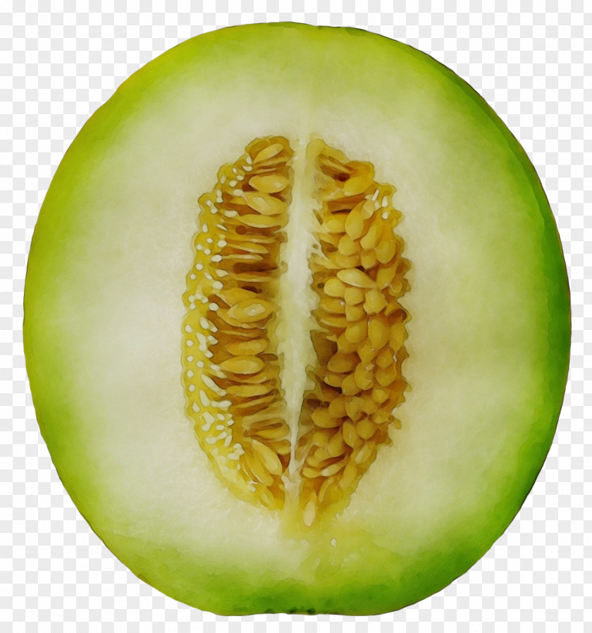 Cucumis Plant Vegetable Cartoon PNG