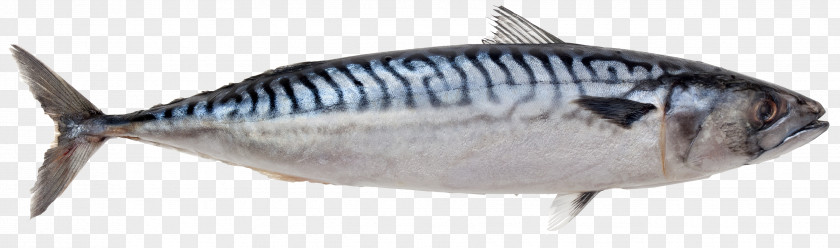 Mackerel Atlantic Pelagic Fish Herring PNG