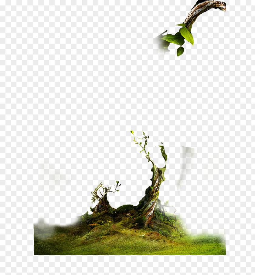 Trees,Branches PNG