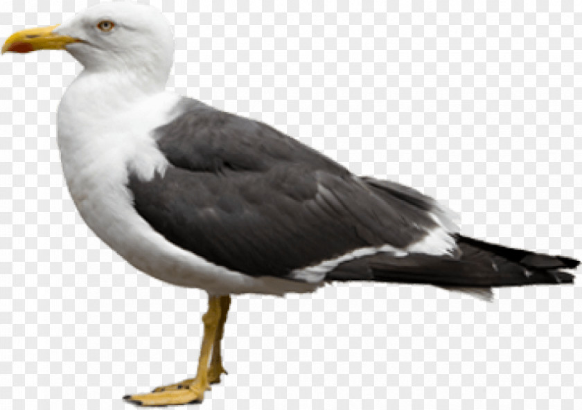 Bird European Herring Gull California Red-billed PNG