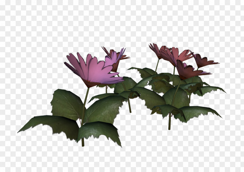 Flower Rosaceae VIP Radio Petal Flowerpot PNG