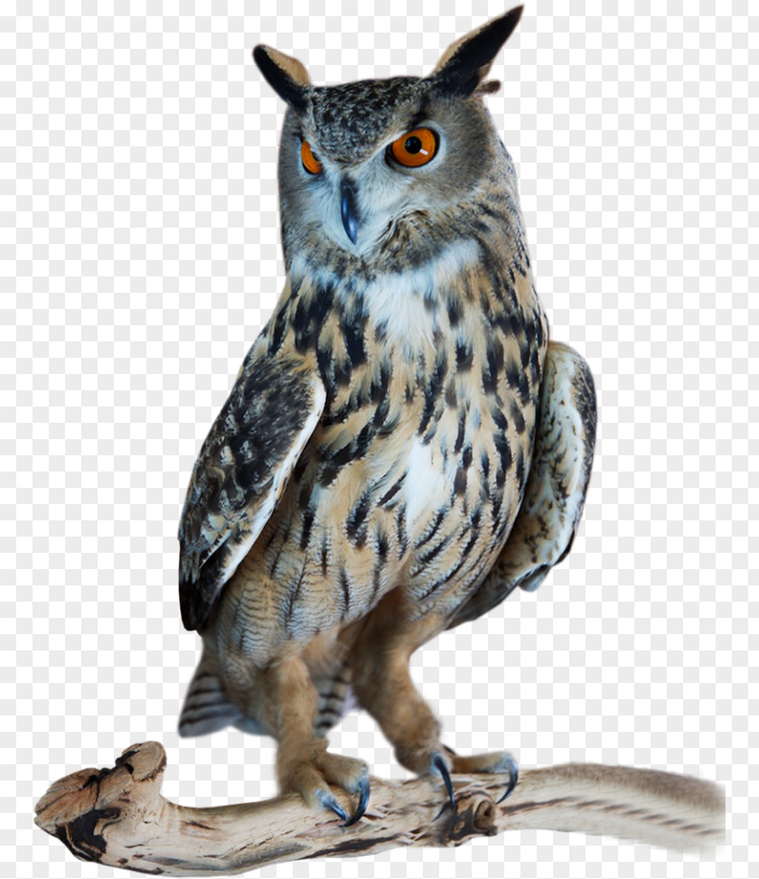 Owl Great Horned Bird Tawny Northern Hawk-owl PNG