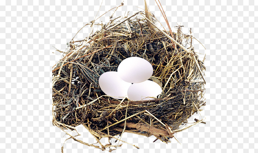 Pigeon Nest Egg Bird Eggs PNG