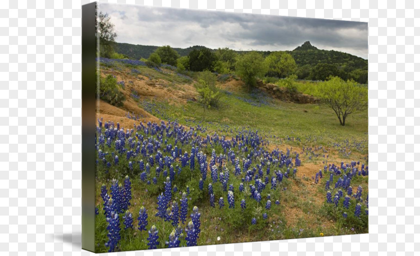 Texas Hill Country Lake Buchanan Willow City Loop Bluebonnet Inks PNG